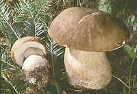 Cèpe d'été. Cliquer pour agrandir l'image.