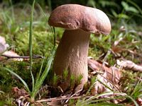 Cèpe d'été. Cliquer pour agrandir l'image.