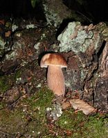Cèpe d'été. Cliquer pour agrandir l'image.