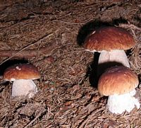 Cèpe d'été. Cliquer pour agrandir l'image.