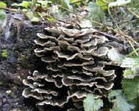 Les types de champignons. Champignons en forme de console. Cliquer pour agrandir l'image.