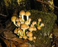 Les types de champignons. Champignons en touffes. Cliquer pour agrandir l'image.