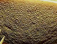 Les types de champignons. Champignons à tubes. Cliquer pour agrandir l'image.