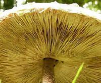 Les types de champignons. Lamelles de champignons. Cliquer pour agrandir l'image.