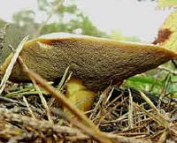 Les types de champignons. Bolets. Cliquer pour agrandir l'image.