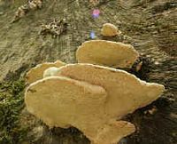 Les types de champignons. Polypores. Cliquer pour agrandir l'image.