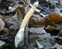 Les types de champignons. Phallus. Cliquer pour agrandir l'image.