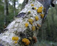 Les types de champignons. Champignons gélatineux. Cliquer pour agrandir l'image.