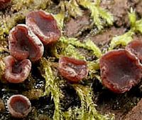 Les types de champignons. Champignon en coupe. Cliquer pour agrandir l'image.
