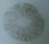 Le mode de vie des champignons. Empreinte de champignon. Cliquer pour agrandir l'image.