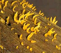 Les types de champignons. Calocera cornea. Cliquer pour agrandir l'image.