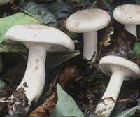 Le mode de vie des champignons. Clitocybe nébuleux. Cliquer pour agrandir l'image.
