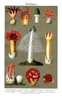 Les types de champignons. Meyers. Cliquer pour agrandir l'image.