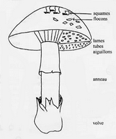 L'identification des champignons. Critères d'identification d'un champignon. Cliquer pour agrandir l'image.