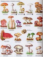 Planche de champignons. Cliquer pour agrandir l'image.