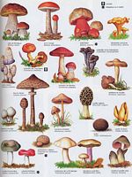 Planche de champignons. Cliquer pour agrandir l'image.