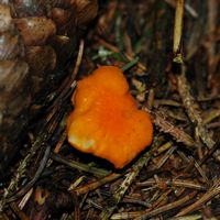 Chanterelle abricot. Cuticule. Les Roches. Cliquer pour agrandir l'image.