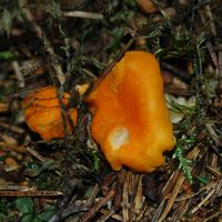 Chanterelle abricot. Les Roches. Cliquer pour agrandir l'image.