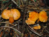 Chanterelle abricot. Groupe. Les Roches. Cliquer pour agrandir l'image.