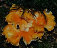 Chanterelle abricot. Les Roches. Cliquer pour agrandir l'image.