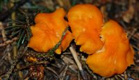 Chanterelle abricot. Cheires de Côme. Cliquer pour agrandir l'image.