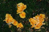 Chanterelle abricot. Cheires de Côme. Cliquer pour agrandir l'image.