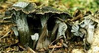 Chanterelle cendrée. Cliquer pour agrandir l'image.