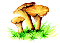 Chanterelle ciboire. Dessin. Cliquer pour agrandir l'image.