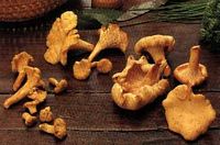 Chanterelle ciboire. Cliquer pour agrandir l'image.
