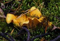 Chanterelle ciboire. Cliquer pour agrandir l'image.