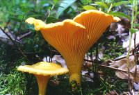 Chanterelle ciboire. Cliquer pour agrandir l'image.