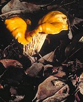 Chanterelle ciboire. Cliquer pour agrandir l'image.
