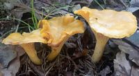 Chanterelle ciboire. Cliquer pour agrandir l'image.