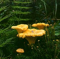 Chanterelle ciboire. Cliquer pour agrandir l'image.