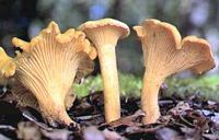 Chanterelle ciboire. Cliquer pour agrandir l'image.