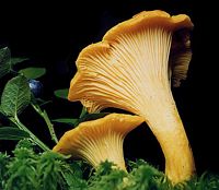 Chanterelle ciboire. Cliquer pour agrandir l'image.