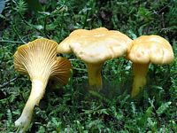 Chanterelle ciboire. Cliquer pour agrandir l'image.