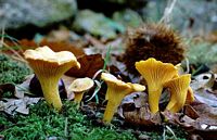 Chanterelle ciboire. Cliquer pour agrandir l'image.