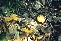 Chanterelle ciboire. Cliquer pour agrandir l'image.