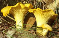 Chanterelle ciboire. Cliquer pour agrandir l'image.