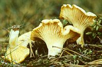 Chanterelle ciboire. Cliquer pour agrandir l'image.