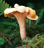 Chanterelle ciboire. Cliquer pour agrandir l'image. Chanterelle ciboire. Cliquer pour agrandir l'image.