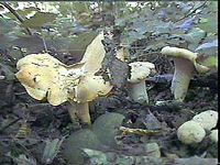 Chanterelle ciboire. Cliquer pour agrandir l'image.