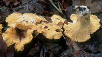Chanterelle ciboire. Cliquer pour agrandir l'image.