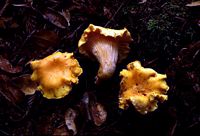 Chanterelle ciboire. Cliquer pour agrandir l'image.