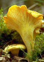 Chanterelle ciboire. Cliquer pour agrandir l'image.