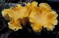 Chanterelle ciboire. Cliquer pour agrandir l'image.