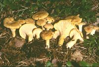 Chanterelle ciboire. Cliquer pour agrandir l'image.