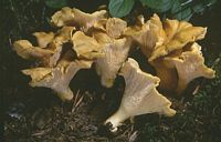 Chanterelle ciboire. Cliquer pour agrandir l'image.
