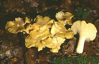 Chanterelle ciboire. Cliquer pour agrandir l'image.